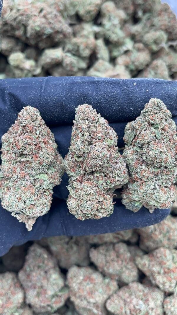 Black Gelato1 Black Gelato