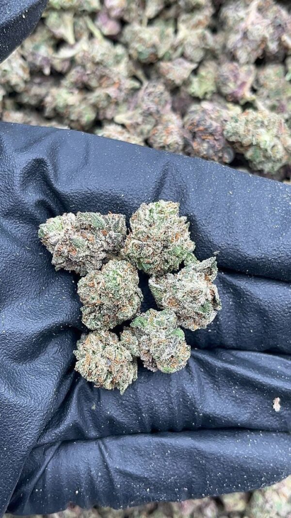Blizzard Smalls1 Blizzard Smalls