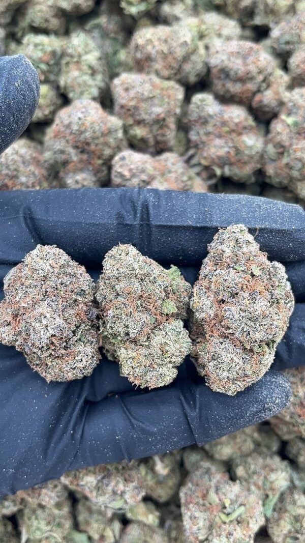 Bodega Bubblegum1 Bodega Bubblegum