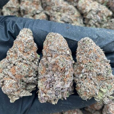 Chemdawg Guava1 Chemdawg Guava