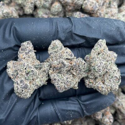 Gelato 33