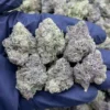 Granddaddy Perc Meds