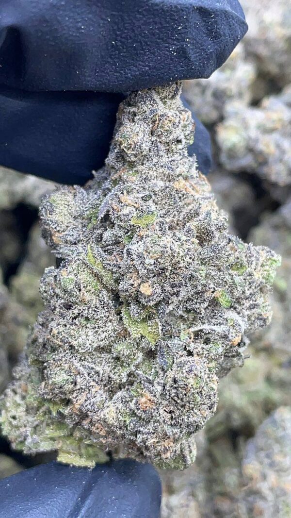 Granddaddy Perc1 Granddaddy Perc