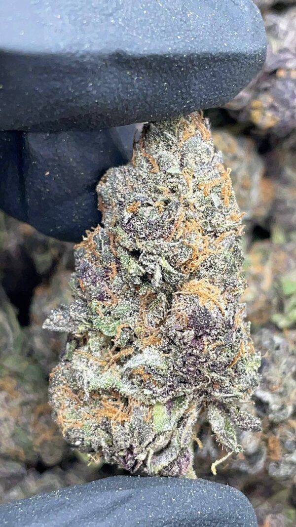 King Sherbert1 King Sherbert