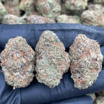 Lava Dawg