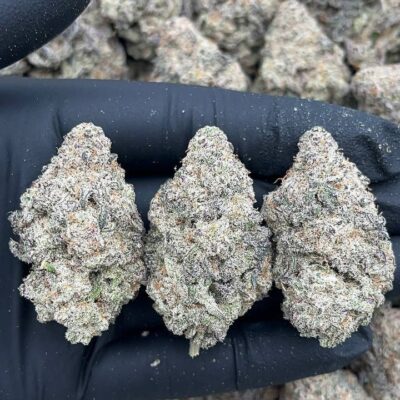 Mac 1_1 Mac 1
