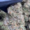 Pink Gelato1 Pink Gelato