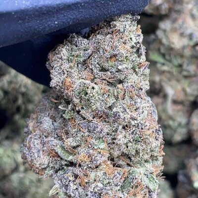 Pink Gelato1 Pink Gelato
