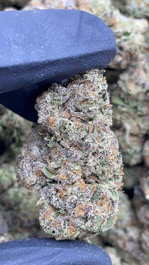 Pink Gelato1 Pink Gelato