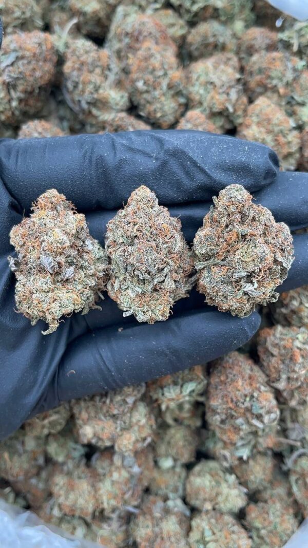 Platinum Bubba1 Platinum Bubba