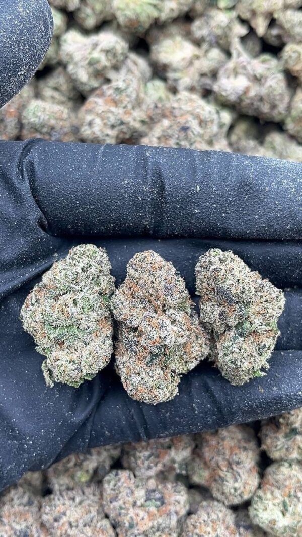 Purple Champagne1 Purple Champagne