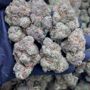 Purple Mochi