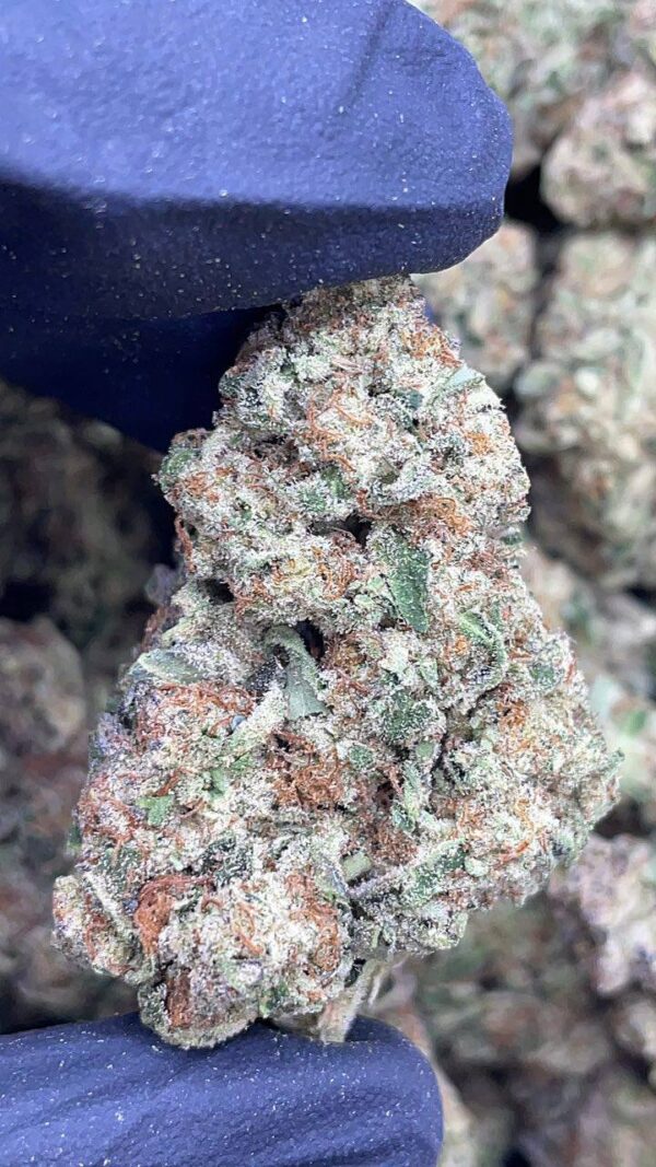 Sour Gas1 Sour Gas