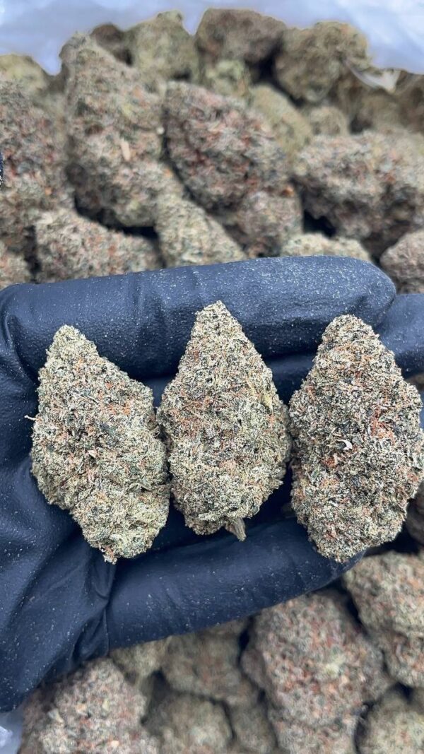Sour OG1 Sour OG