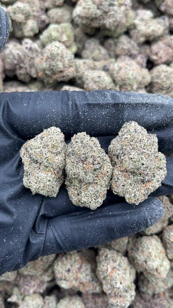 White OG1 White OG