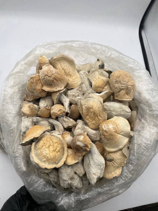 Albino hill billy shrooms