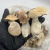 photo_2026-04-20_03-14-27-600x800 Ape mushrooms