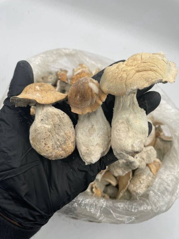 photo_2026-04-20_03-14-27-600x800 Ape mushrooms