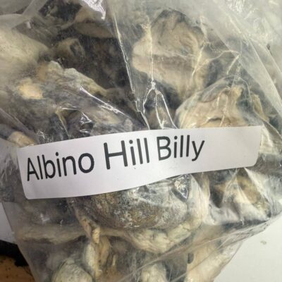 Albino hill billy shrooms