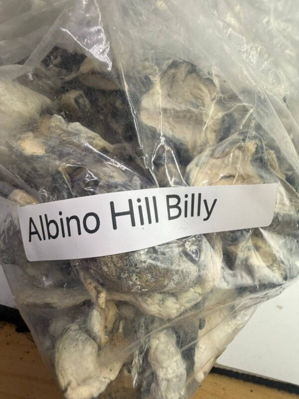 photo_2026-04-20_03-20-09 Albino hill billy shrooms