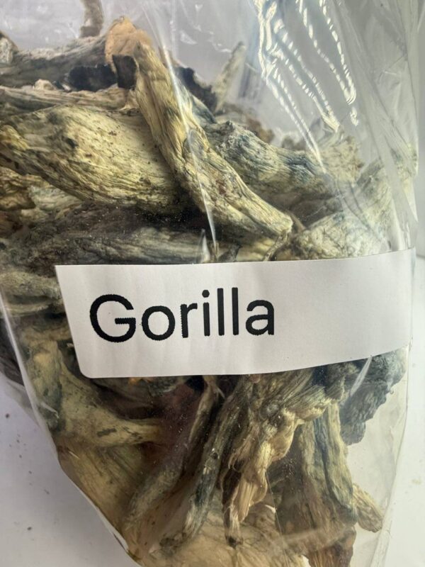 photo_2026-04-20_03-21-50 Gorilla shrooms